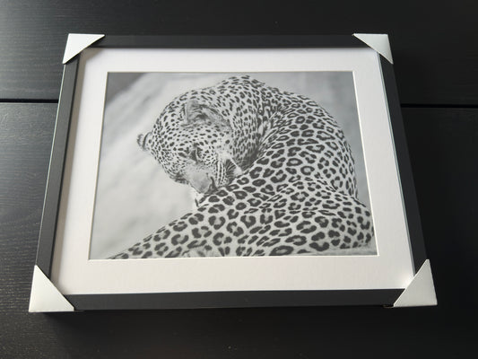Fine Art Photographic Print - THE BIG LEOPARD - Limited Edition