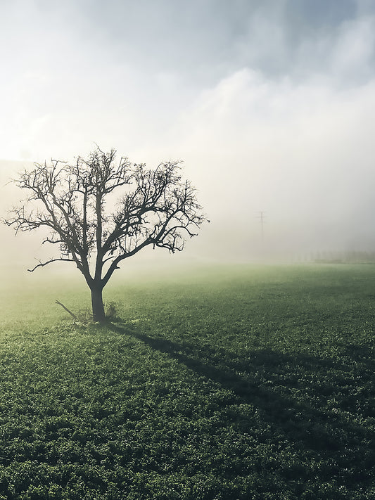 Kunstdruck – SONNE UND NEBEL – Limitierte Auflage