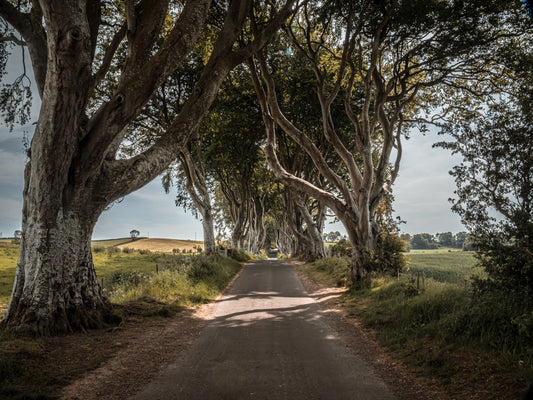Fine Art Fotodruck – DIE FANTASTISCHEN DARK HEDGES #4 – Limitierte Auflage