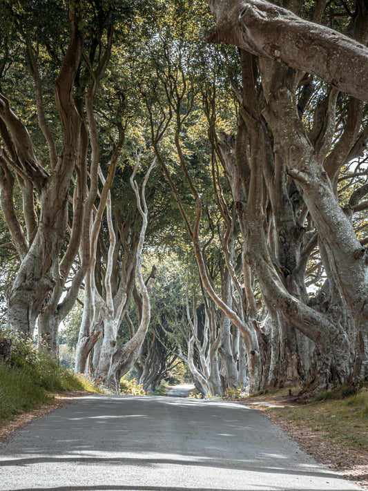 Fine Art Fotodruck – DIE FANTASTISCHEN DARK HEDGES #2 – Limitierte Auflage