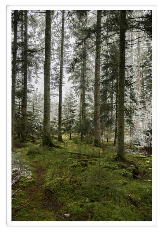 INSIDE THE FOREST XXL