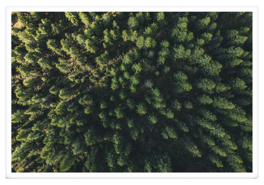 Stampa Fotografica Fine Art - A SEA OF TREES XXL - Edizione Limitata