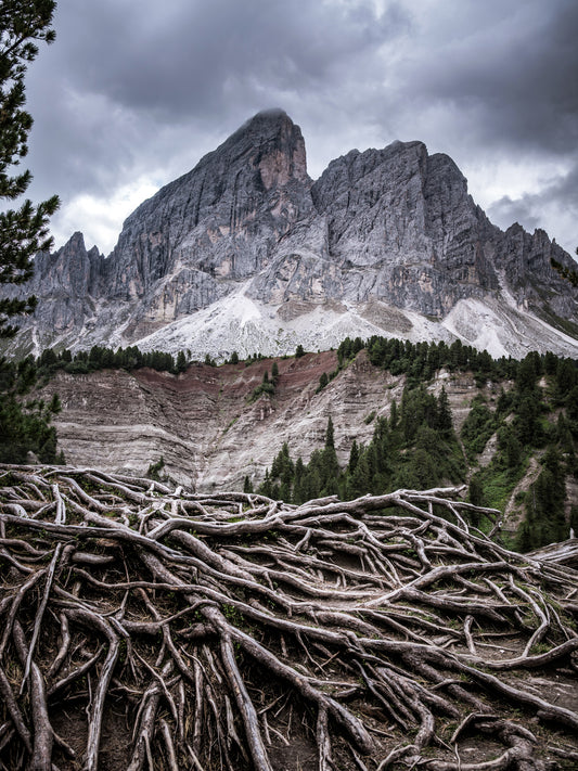 Stampa Fotografica Fine Art - ROOTS - Edizione Limitata