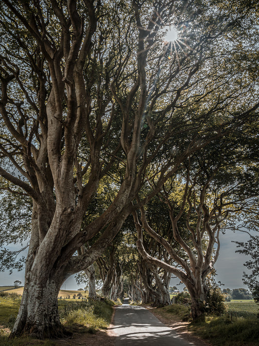 Fine Art Fotodruck – DIE FANTASTISCHEN DARK HEDGES #1 – Limitierte Auflage