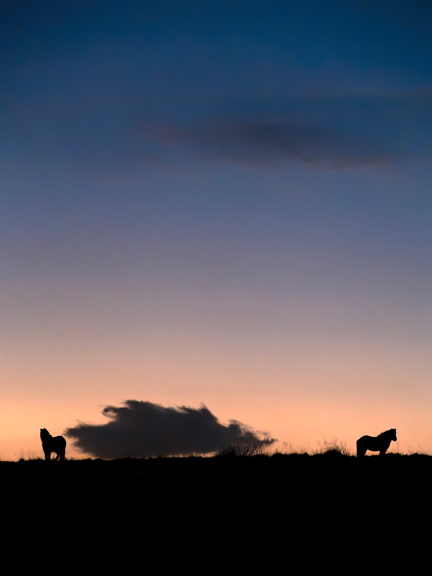 Stampa Fotografica Fine Art - THE ICELANDIC HORSES - Edizione Limitata
