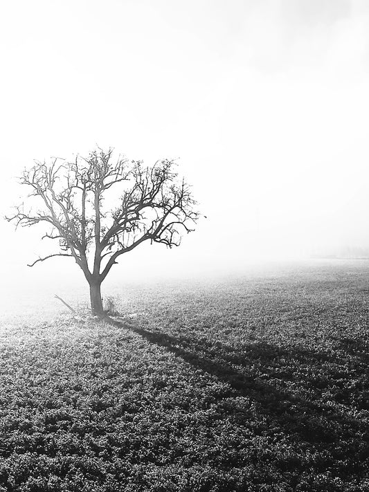 Fine Art Photographic Print - TREE IN THE FOG - Limited Edition