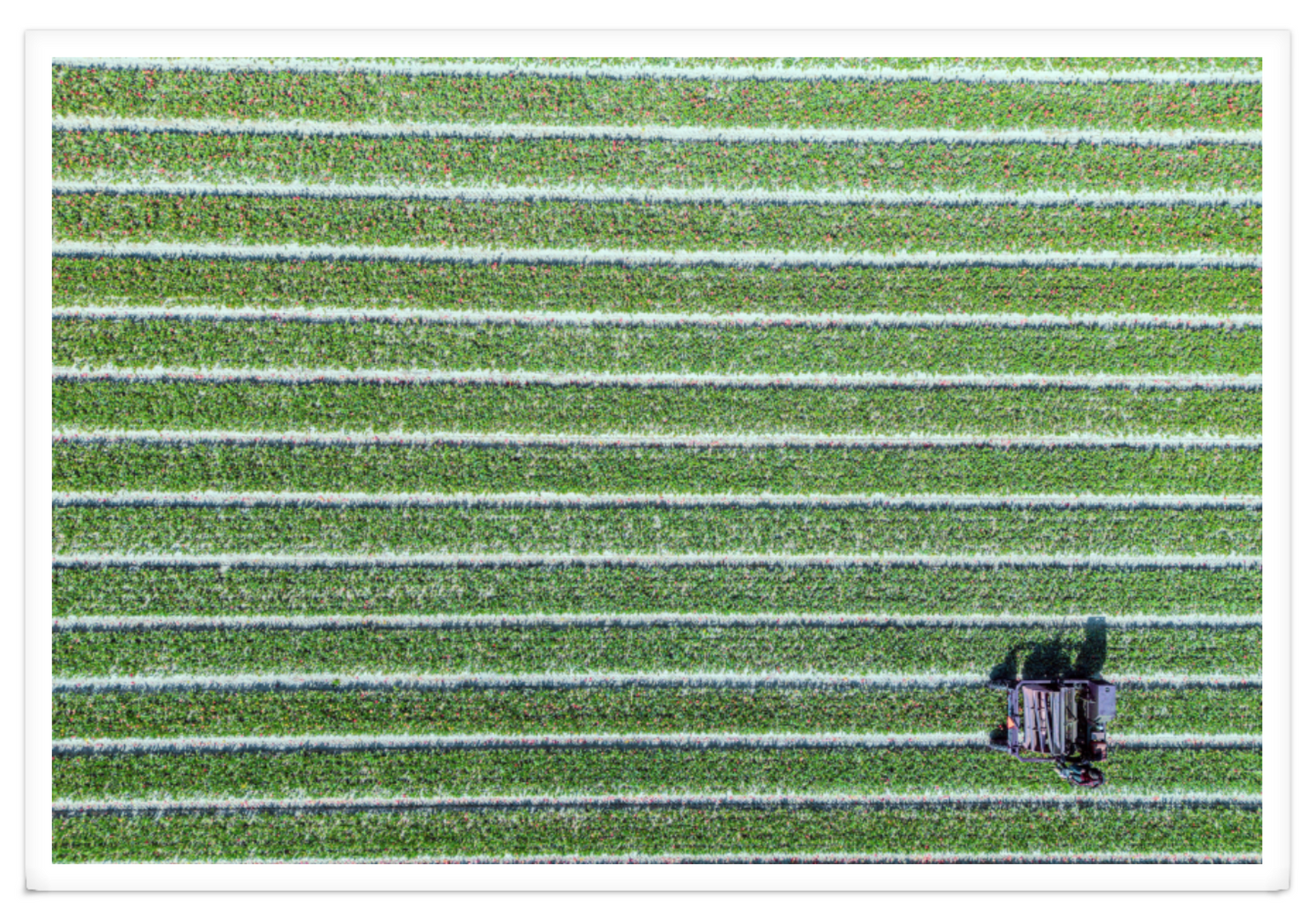 WORKING IN THE FIELDS XXL