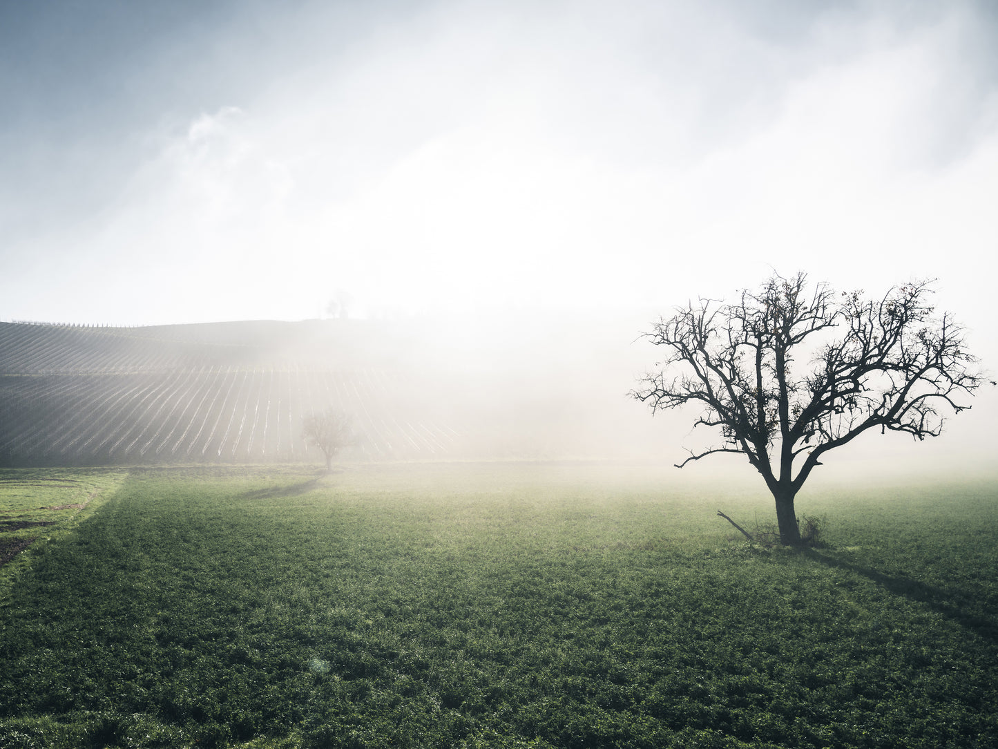 THE HILLS BEHIND THE FOG