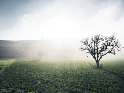 THE HILLS BEHIND THE FOG