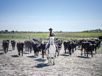 Stampa Fotografica Fine Art - CAMARGUE LIFE - Edizione Limitata