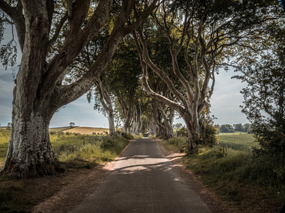 THE FANTASTIC DARK HEDGES #4