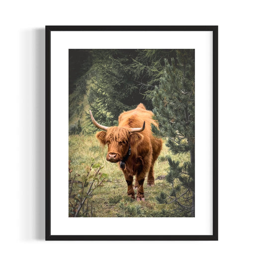 SCOTTISH COW