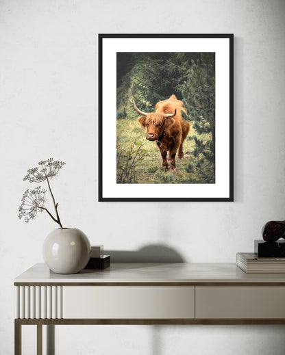 SCOTTISH COW