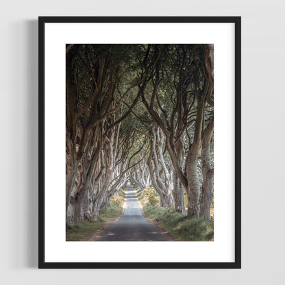 THE FANTASTIC DARK HEDGES #3