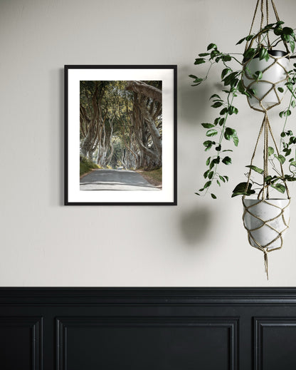 THE FANTASTIC DARK HEDGES #2