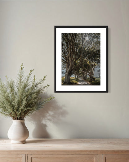 THE FANTASTIC DARK HEDGES #1