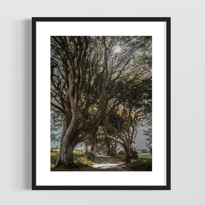 THE FANTASTIC DARK HEDGES #1