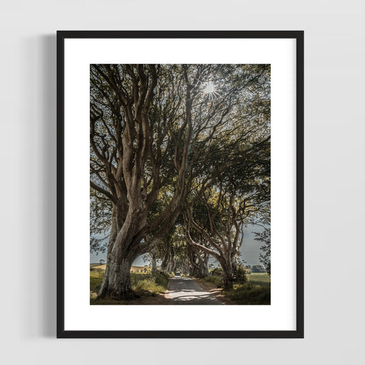 THE FANTASTIC DARK HEDGES #1