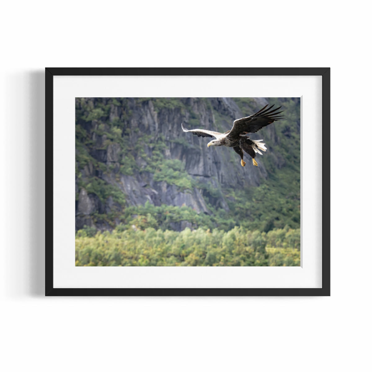 Fine Art Photographic Print - THE SPLIT GIRAFFE - Limited Edition