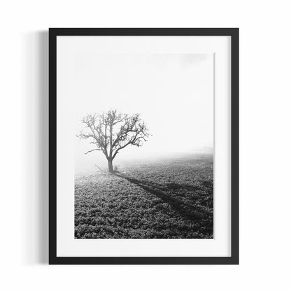 TREE IN THE FOG