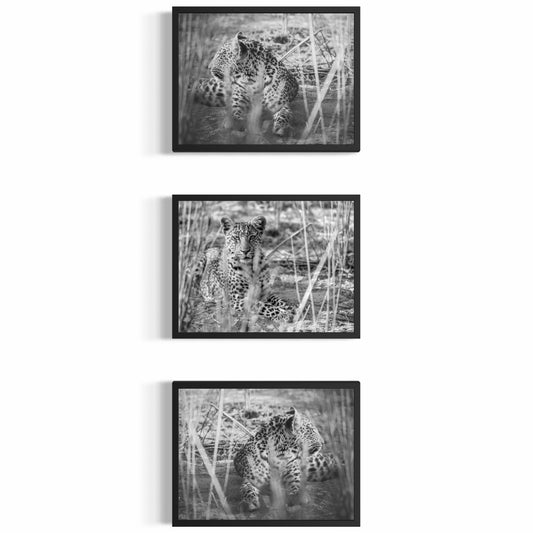 Kunstdruck – Die Leopard-Serie – Limitierte Auflage