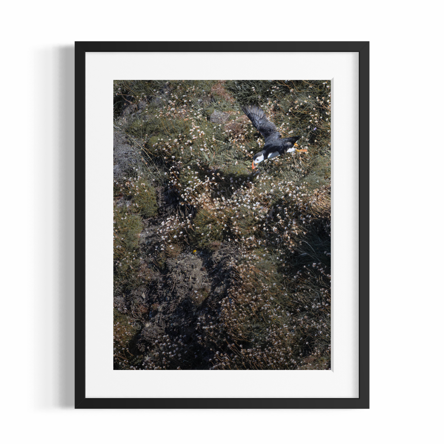 Fine Art Photographic Print - PUFFIN IN ACTION - Limited Edition