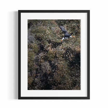 Fine Art Photographic Print - PUFFIN IN ACTION - Limited Edition