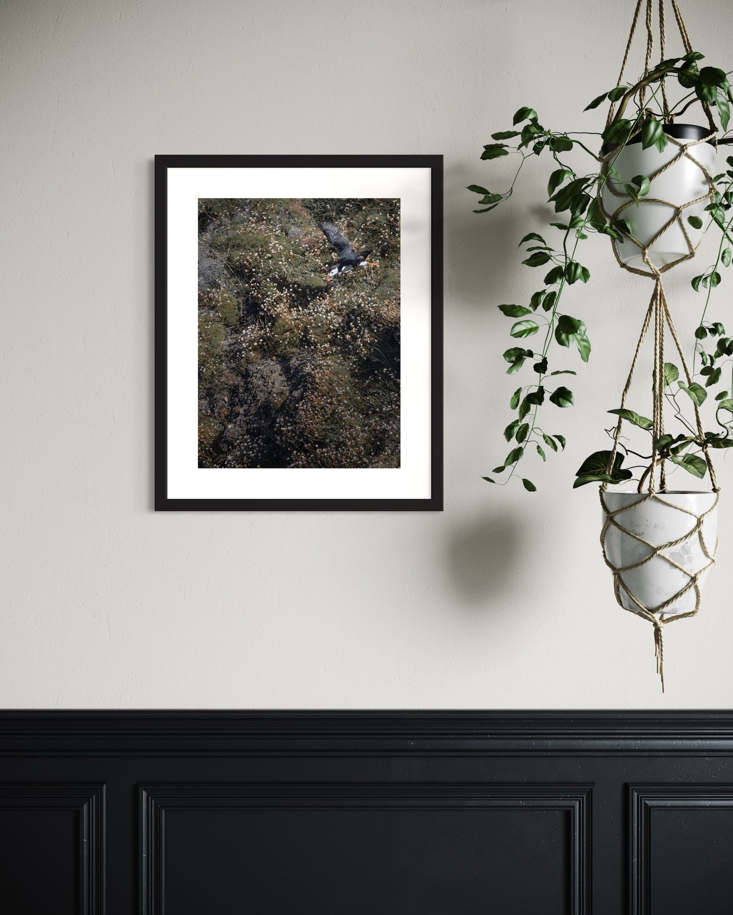 Fine Art Photographic Print - PUFFIN IN ACTION - Limited Edition