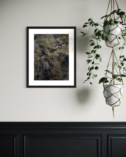 Fine Art Photographic Print - PUFFIN IN ACTION - Limited Edition