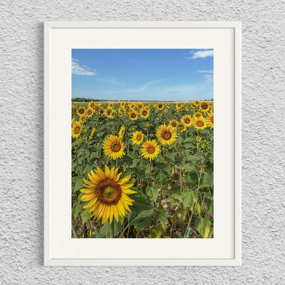 THE SUNFLOWERS
