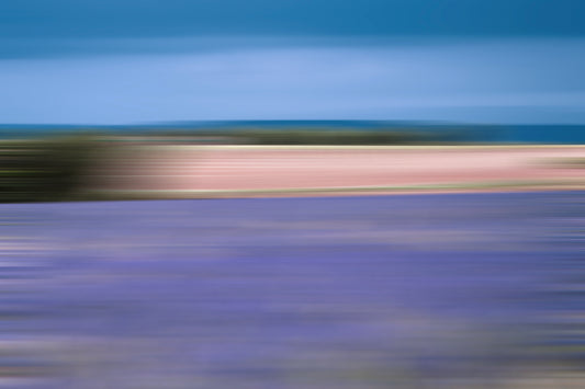 LAVANDER IN PROFUSION XXL