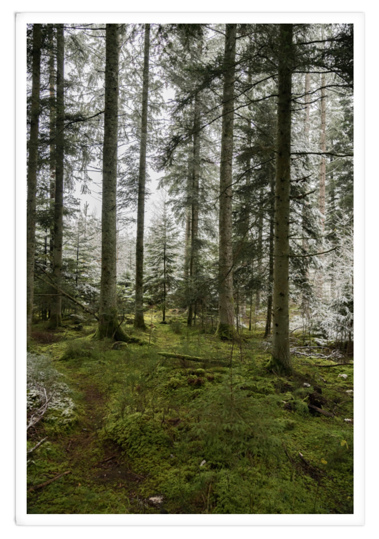 INSIDE THE FOREST XXL