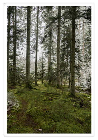 INSIDE THE FOREST XXL