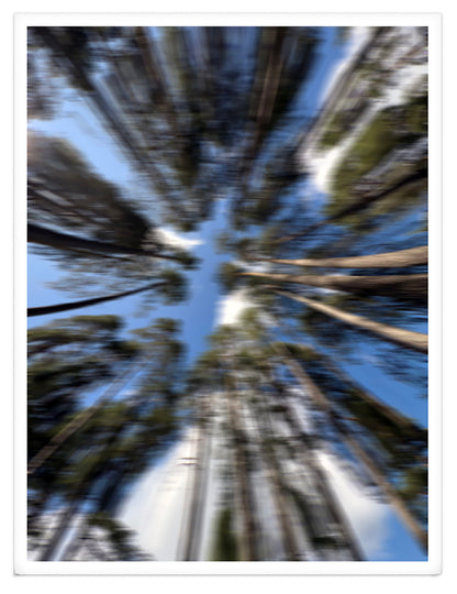 THE MISTED FOREST XXL