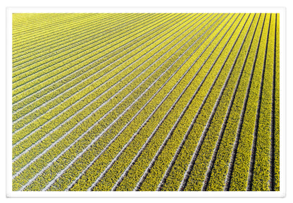 YELLOW TULIPS XXL
