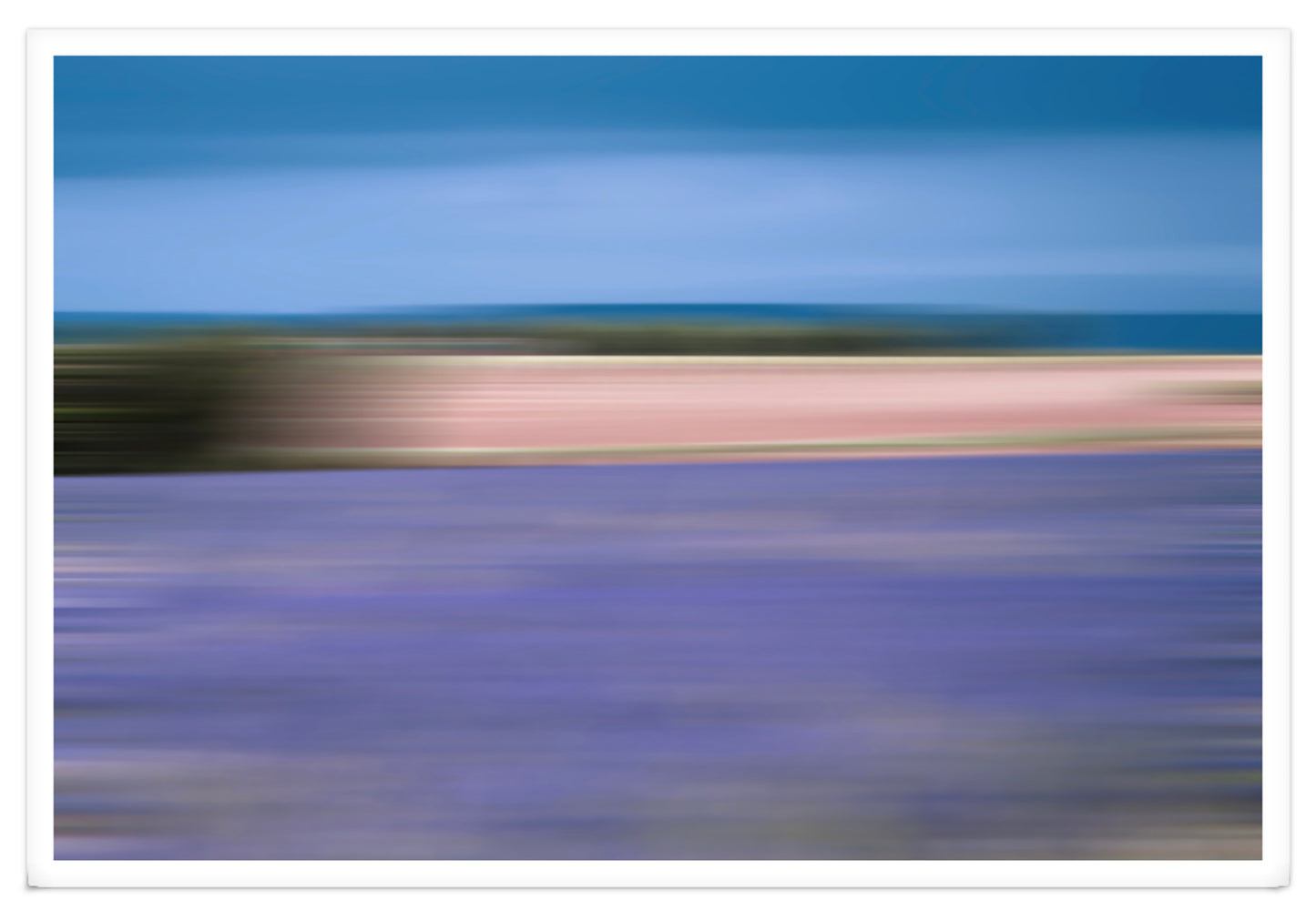 LAVANDER IN PROFUSION XXL