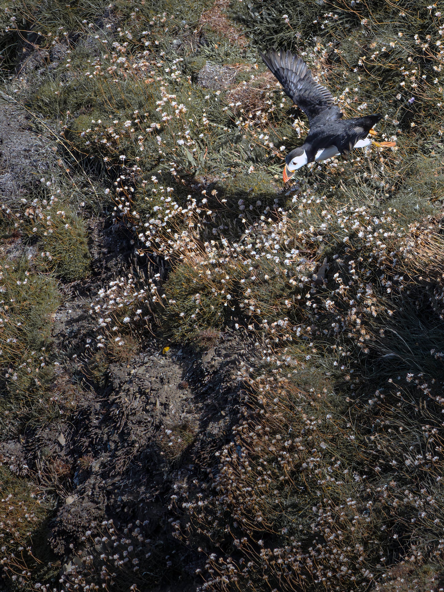 Fine Art Photographic Print - PUFFIN IN ACTION - Limited Edition