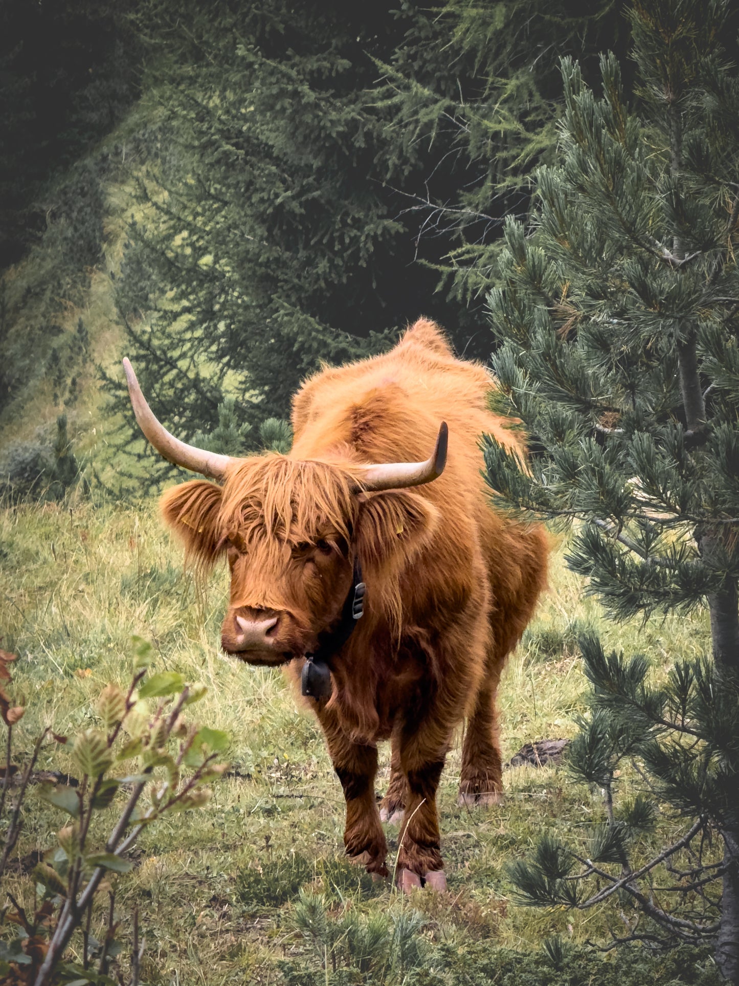 SCOTTISH COW