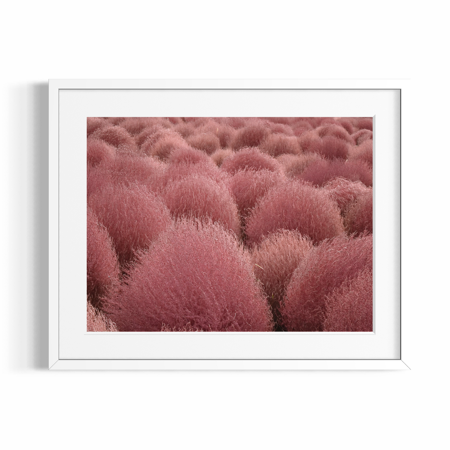 Stampa Fotografica Fine Art - RED TUFTS - Edizione Limitata