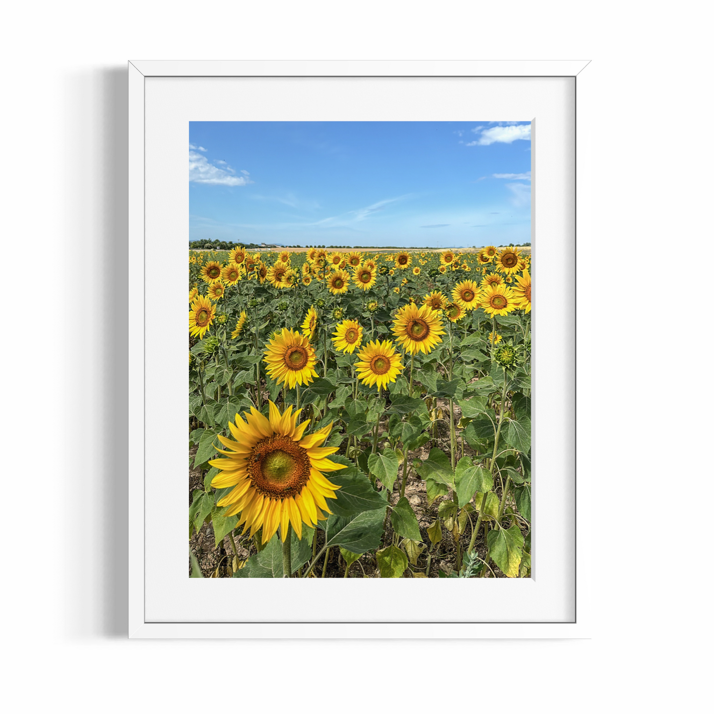 Kunstdruck – DIE SONNENBLUMEN – Limitierte Auflage