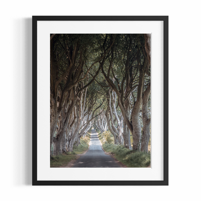 Fine Art Fotodruck – DIE FANTASTISCHEN DARK HEDGES #3 – Limitierte Auflage
