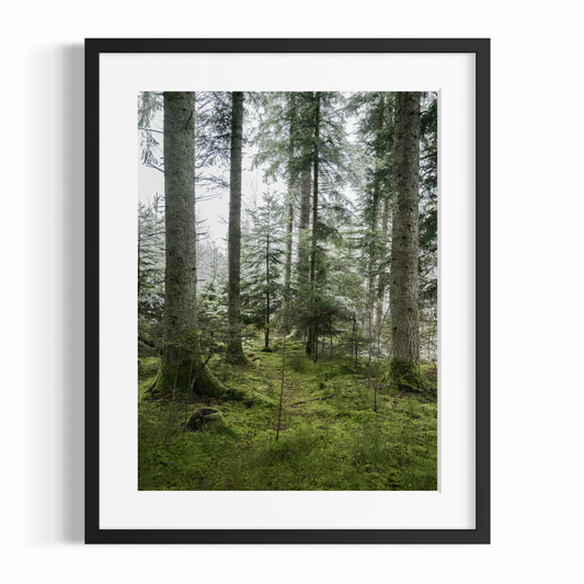 Kunstdruck – DER WALD – Limitierte Auflage