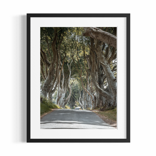 Fine Art Fotodruck – DIE FANTASTISCHEN DARK HEDGES #2 – Limitierte Auflage