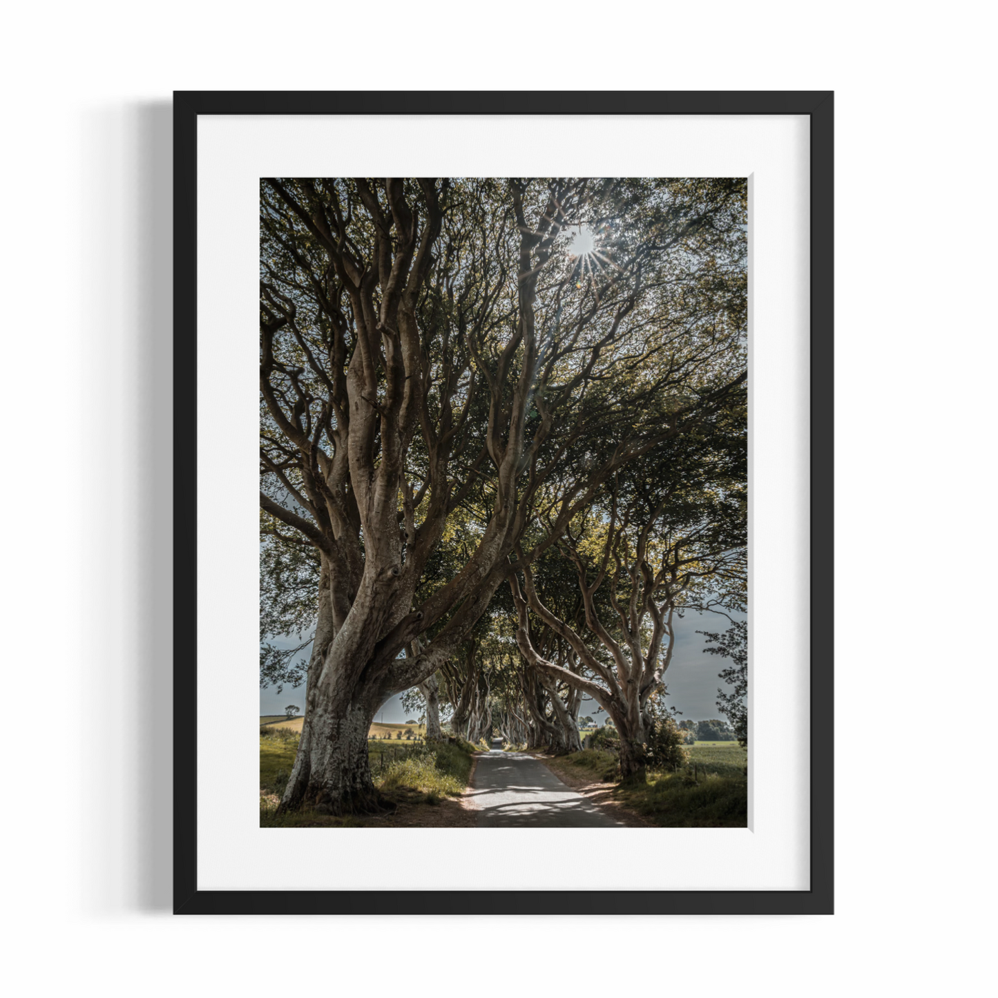 Fine Art Fotodruck – DIE FANTASTISCHEN DARK HEDGES #1 – Limitierte Auflage
