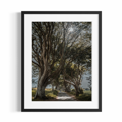Fine Art Fotodruck – DIE FANTASTISCHEN DARK HEDGES #1 – Limitierte Auflage