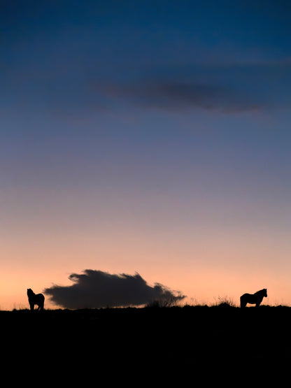 THE ICELANDIC HORSES