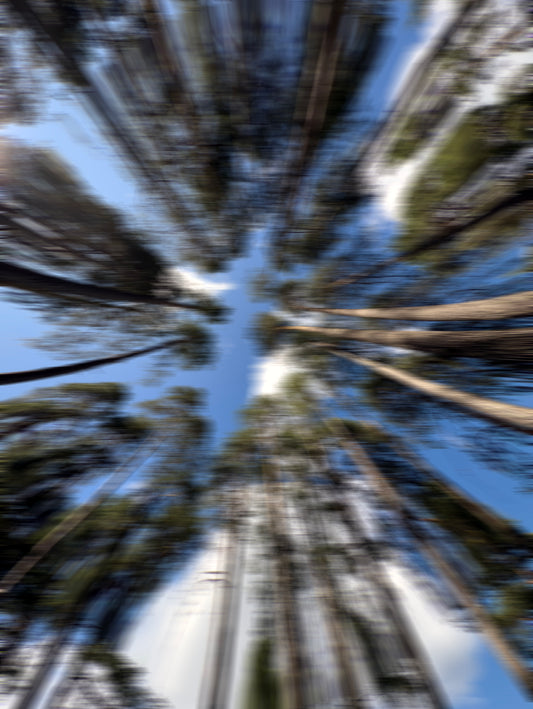 THE MISTED FOREST XXL