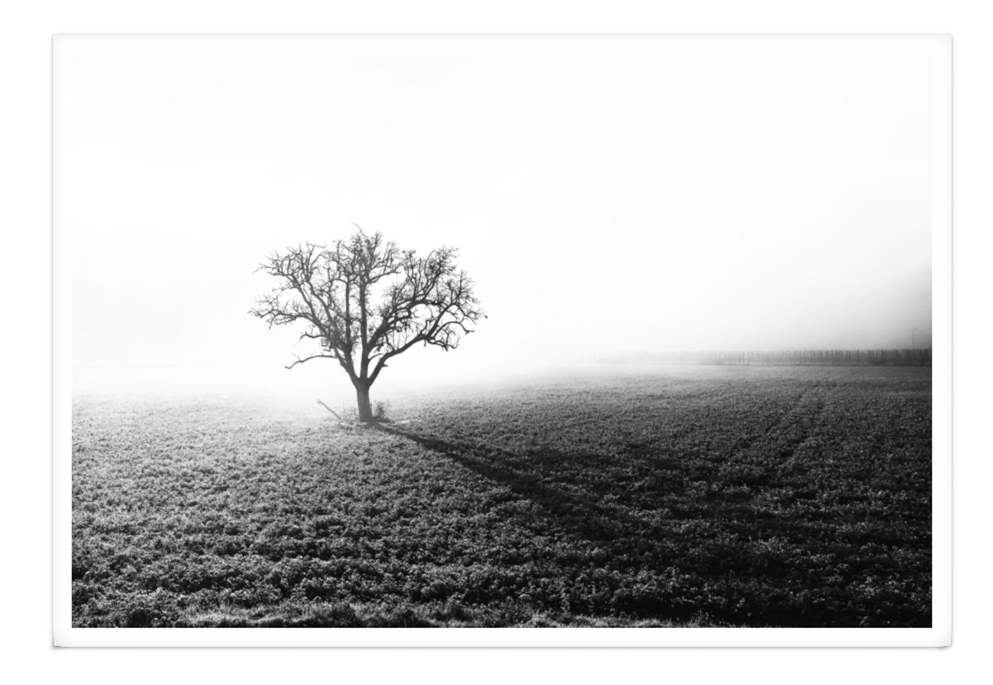 THE LONELY TREE XXL
